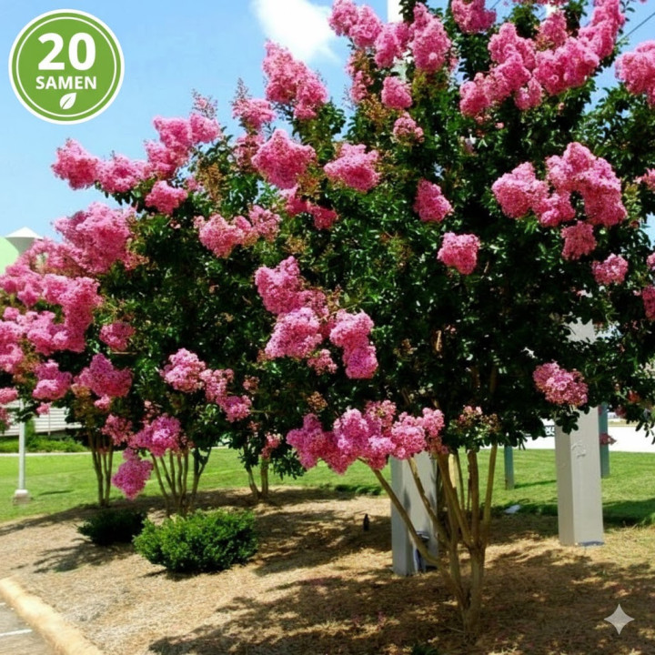 Lagerstroemia indica Rosa Kwitnie 180 dni! Bez południa 20 nasion